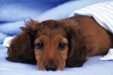 Pictures Of Miniature Dotsons On Animal Picture Society