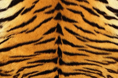 Tiger Fur Backgrounds   Typta.com