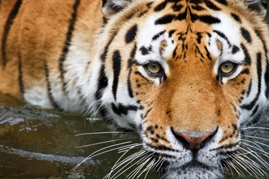 Tiger Wallpaper Images Photos Pictures Backgrounds