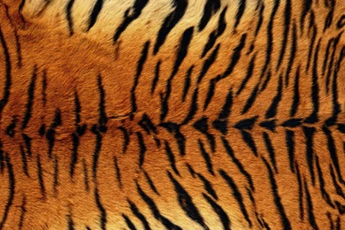 Tiger_Skin_Background.jpg?m=1432120731