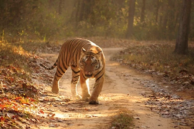 File:Royal Bengal Tiger Kanha (background).jpg   Wikimedia Commons