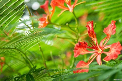 Free Desktop Wallpapers Themes,desktop Wallpapers