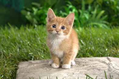 Cats HD Wallpapers Cat Desktop Wallpapers Cool Wallpapers   PetPictures