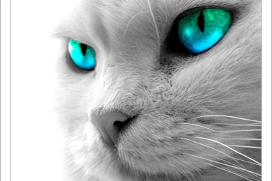 The Best Of Amazing Cool Cat HD Wallpapers – Beauty White Cat Best ...