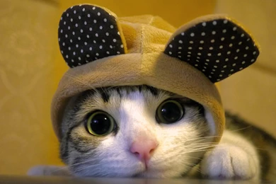 18 Cute Cat Pictures And Cat Wallpapers Because Cats Are Cool !