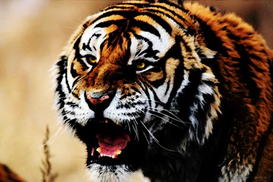 Cats: Feral Rage Lion Cats Ocean Amazing Boat Tiger Forest Earth ...