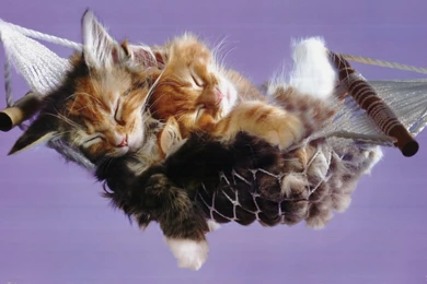 12 Types Sweet Cats Wallpapers