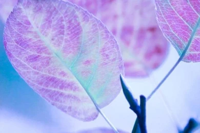 Iphone 5 Wallpapers Hd: Cute Purple Leaves Iphone 5 Background Images