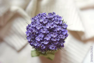 CUTE PURPLE WALLPAPER   (