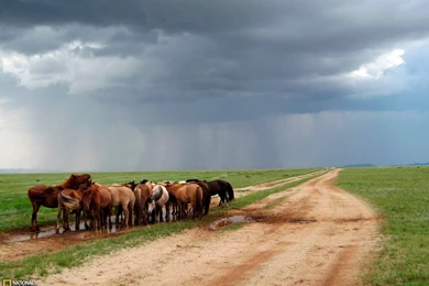 Ponies Photo, Animal Wallpapers – National Geographic Photo Of The Day