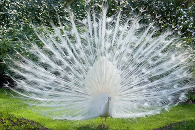 White Peacock Wallpapers