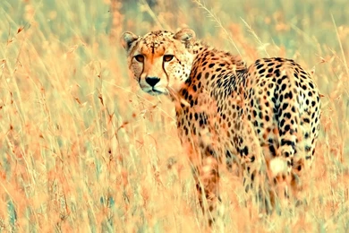 Wild Desktop Wallpapers ~ Toptenpack.com