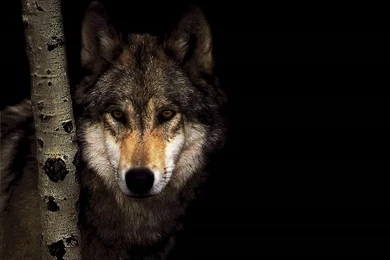 Wild Wolf Wallpapers