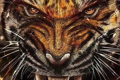 Tiger HD Wallpaper Backgrounds For Windows 10 Mobile