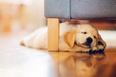 Puppy Under Couch Wallpapers