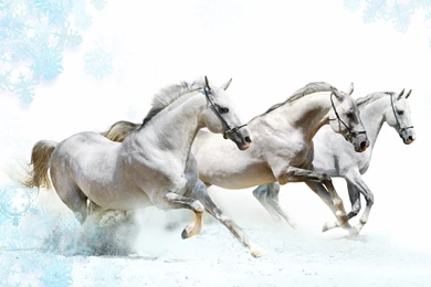 High Resolution Beautiful Animal White Horses Wallpapers HD 10 Full ...