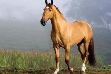 Beautiful Horse Animal Grass Sky Horses Desktop Background Images ...