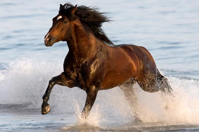 Horses Wallpapers Photography Desktop Wallpapers Horses Wallpapers ...