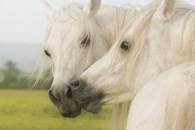 Horse Kiss Horses White Couple Horses Desktop Background Images ...
