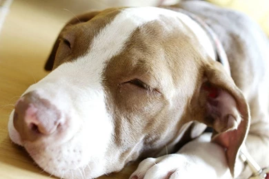 And Photo Hd All Dog Name And Photo Hd Hd Cute Dogs Hd Wallpapers ...