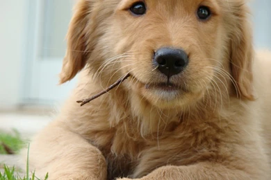 Cute Brown Dog HD Wallpapers