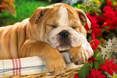 Sleeping Dogs Cute Dog Popular HD Wallpapers, HQ Backgrounds