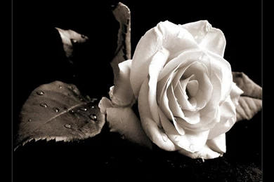 New Wallpapers Mobile   Wallpapers HD Fine