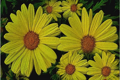 Free Hd Wallpapers, Hd Images, Desktop Wallpapers, Widescreen ...