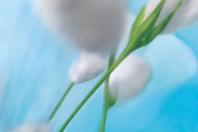 Refresh With A Breath Of Fresh Air! Get Signature Mobile ...