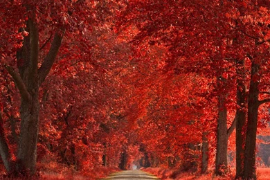 40 Best iPhone 6 Wallpapers & Backgrounds In HD Quality