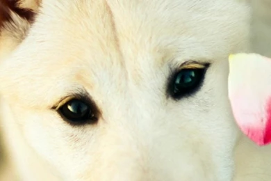 Dog Wallpapers For Android