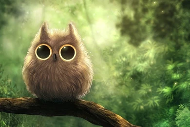 Wallpapers Owl Cute 1280x720