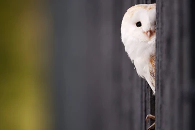 YouWall   White Owl Wallpapers   Wallpaper,wallpapers,free ...
