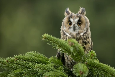 Owl Wallpapers For Desktop Free Download Of Cute Owl Bird