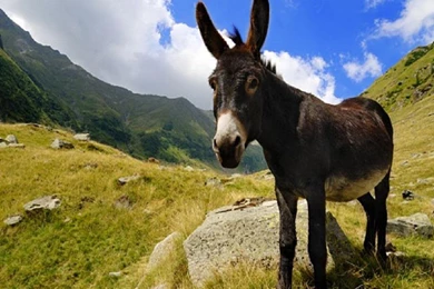 DONKEY WALLPAPER   (