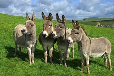 Donkey Hd Wallpapers Free Download   Free Hd Wallpapers