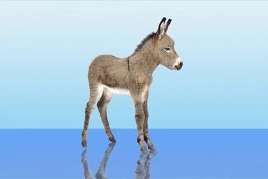 9 Donkey HD Wallpapers