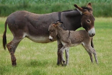 Cute Donkeys Live Wallpapers!   Android Apps On Google Play