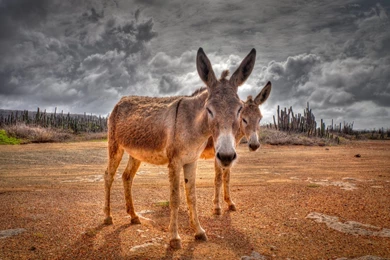 The Donkey Mac Wallpapers Download