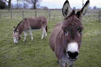 Donkey Wallpapers 2   HD Wallpaper Backgrounds