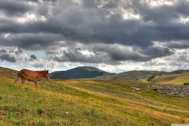 Donkey HD Desktop Wallpapers : Widescreen : High Definition ...