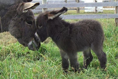 Cute Donkey Wallpapers Adorable   Android Apps On Google Play