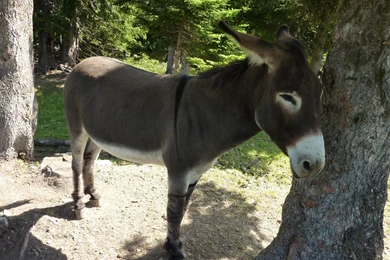 Donkey   Wallpapers – Yoyowall.com