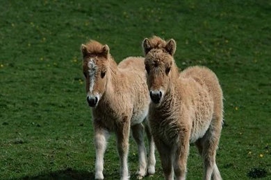 Download Wallpapers, Download 1920x1200 Green Grass Two Donkeys ...