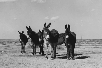 A Family Of Donkeys On A Field   Black And White Wallpapers