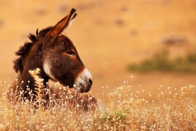 Donkey Wallpapers   ForWallpaper.com