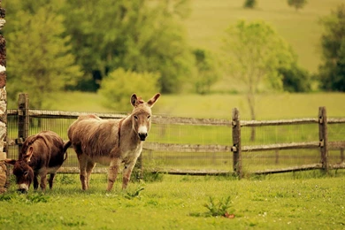 Yorkie HD Wallpapers