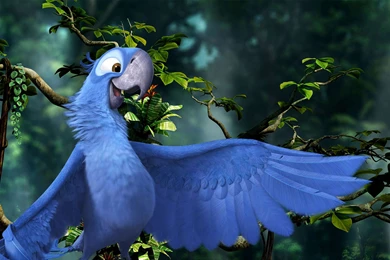 Blu From Rio 2 Desktop Wallpapers