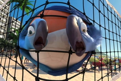 Blu And Jewel In A Net Desktop Wallpapers