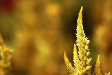 Best Nature Desktop Wallpapers – HD Wallpapers Free Download